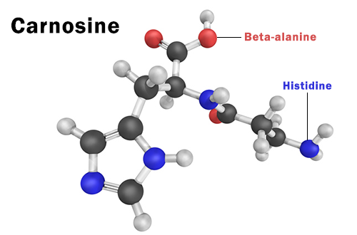 carnosine chemical structure | beta alanine benefits
