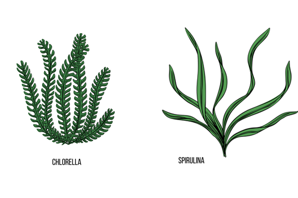 chlorella and spirulina plants | chlorella vs spirulina