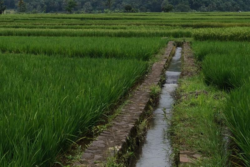 Hamparan sawah padi menghijau dengan saluran pengairan di tepinya pada waktu petang