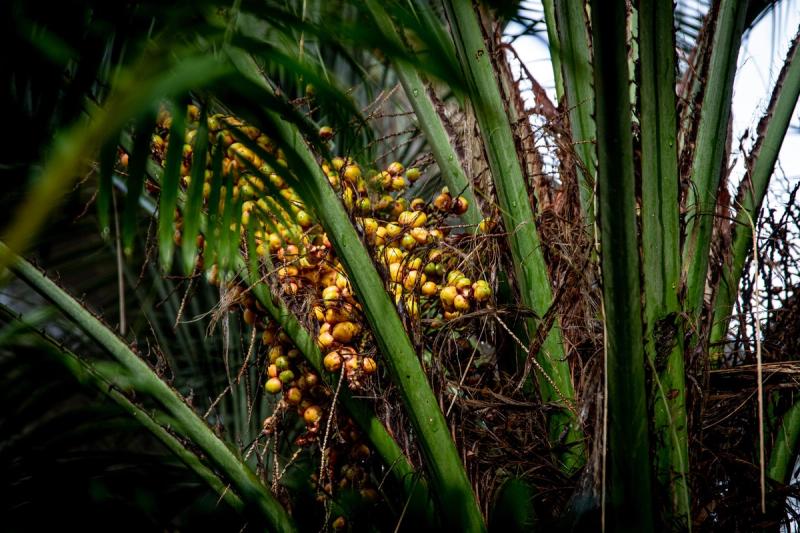 Tandan buah kelapa sawit yang telah dituai disusun di tepi ladang