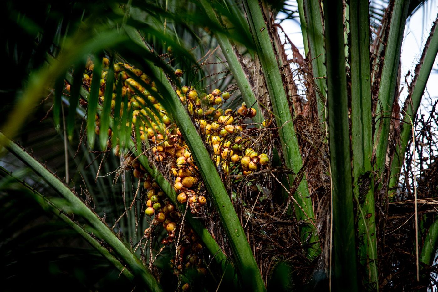 Tandan buah kelapa sawit yang telah dituai disusun di tepi ladang