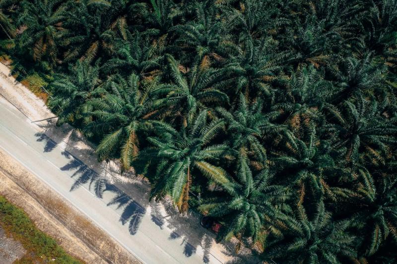 Pandangan udara ladang kelapa sawit yang menghijau di Malaysia