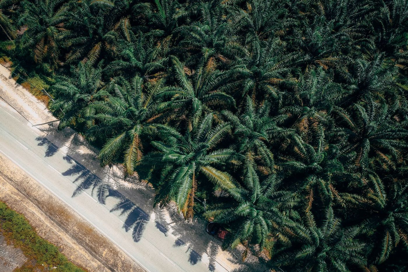 Pandangan udara ladang kelapa sawit yang menghijau di Malaysia