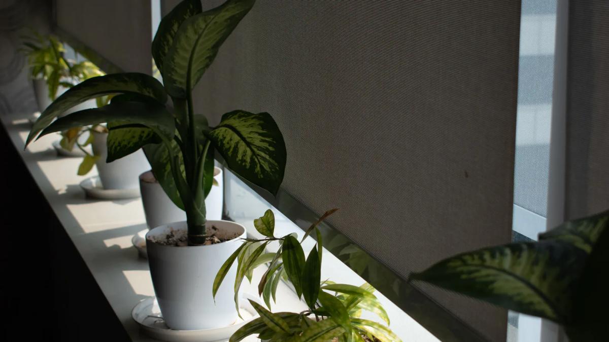 陽光灑入的窗台上擺放多盆綠色植物,窗戶裝有捲簾