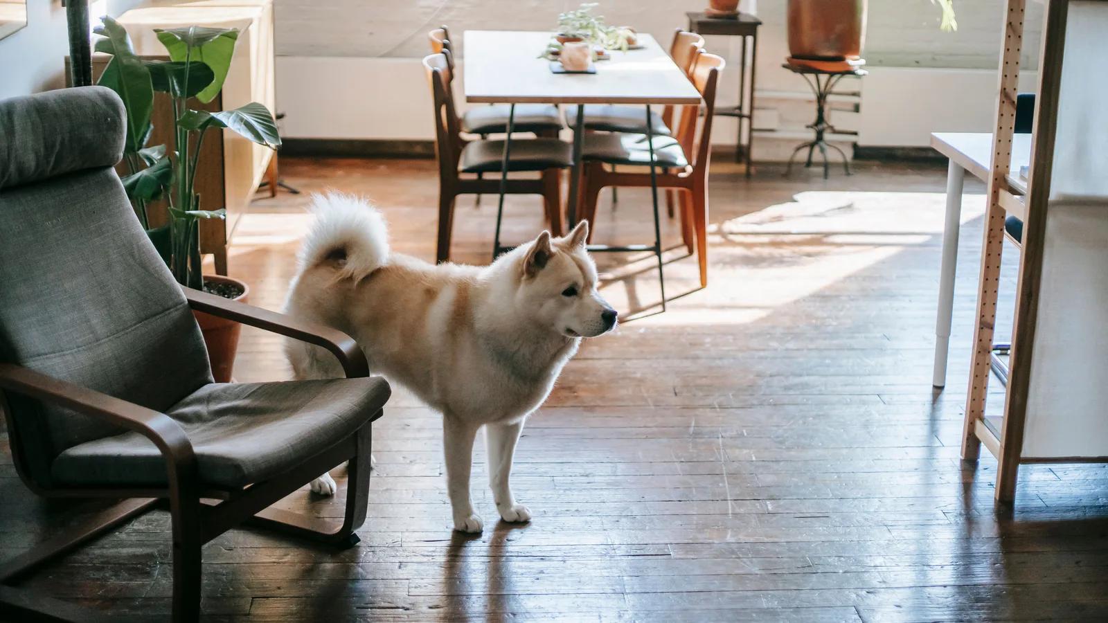 秋田犬站在明亮客廳的木質地板上，旁邊有扶手椅與室內植物