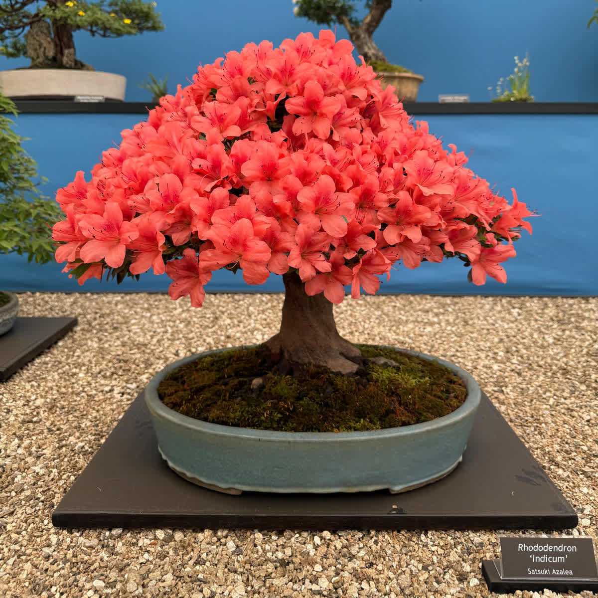 Section image: [IMAGE_4]