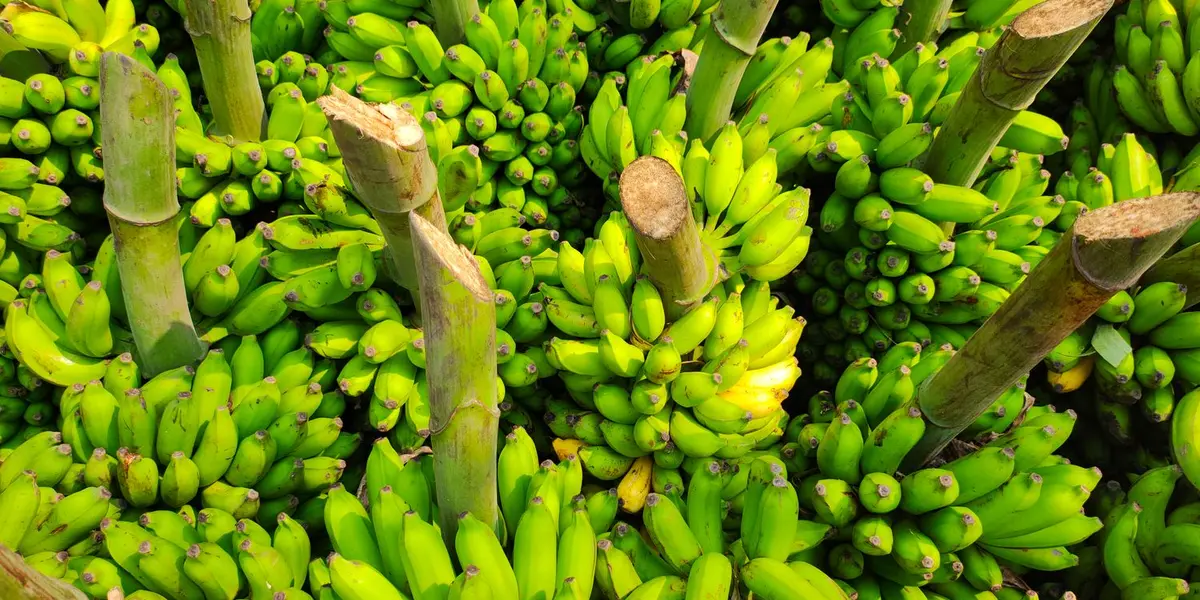 Fresh green Nendran bananas from Kerala — the raw cooking banana behind authentic banana chips