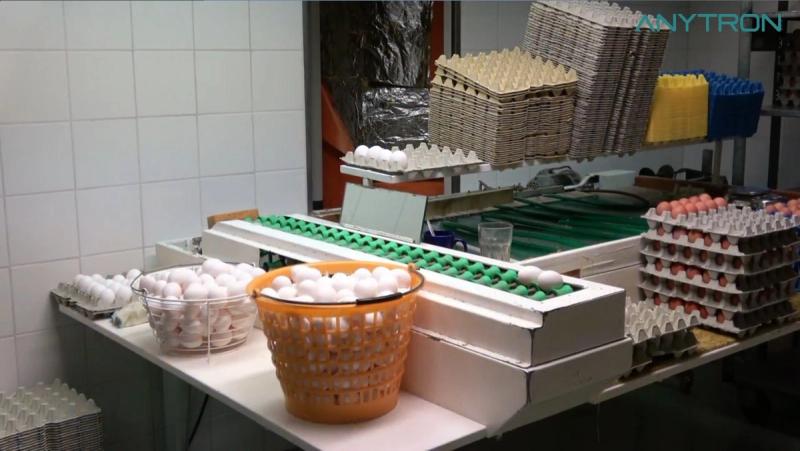 Linea di confezionamento delle uova nello stabilimento Eugster Eier