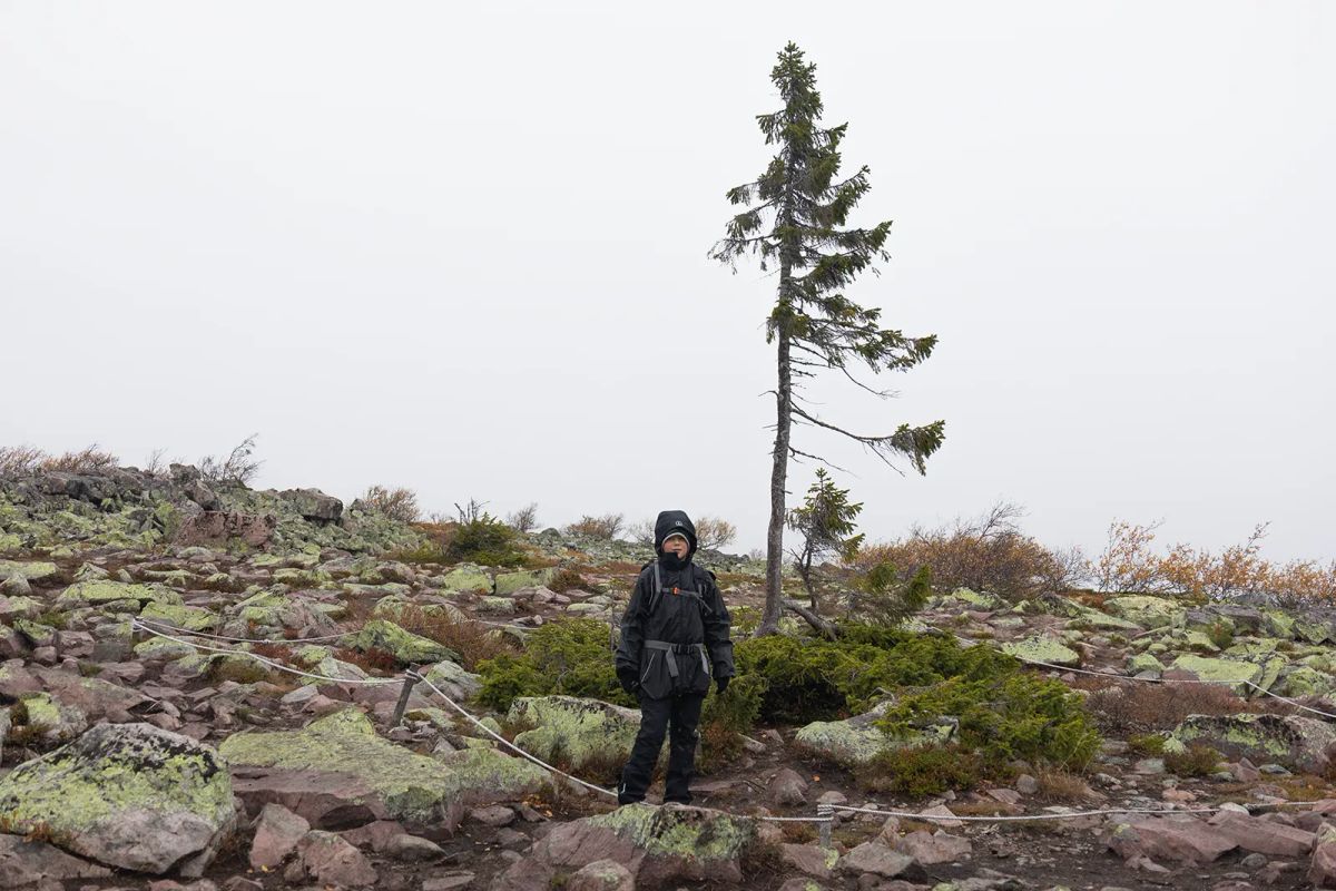 Barn framför Old Tjikko, världens äldsta trädklon