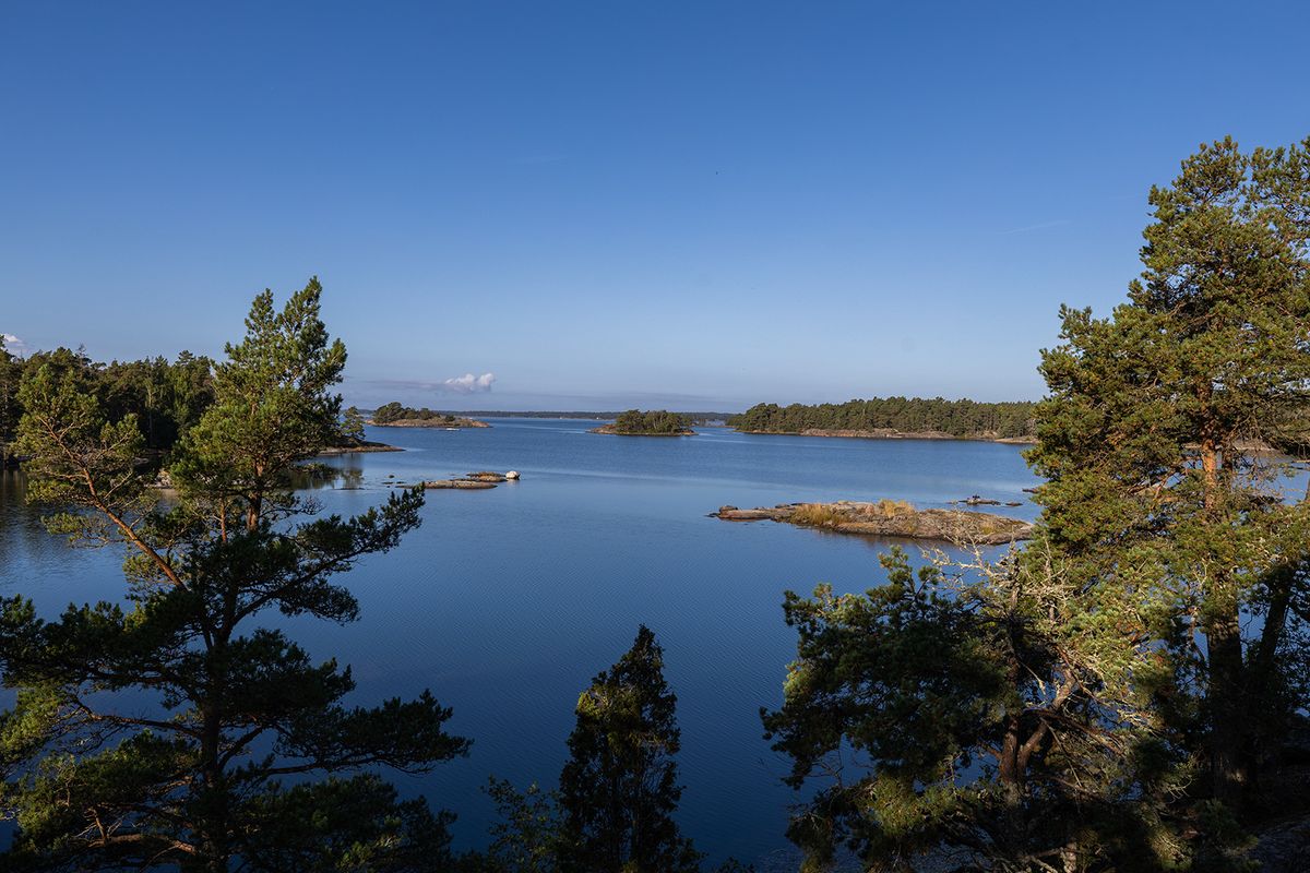 Utsikt mellan tallar mot småöar och en fågel med utbredda vingar