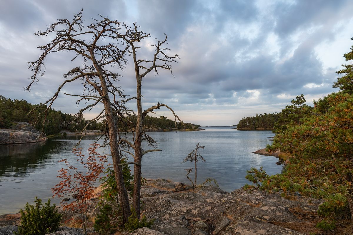 Knotiga tallar och rönn mot stilla vik under molnig himmel