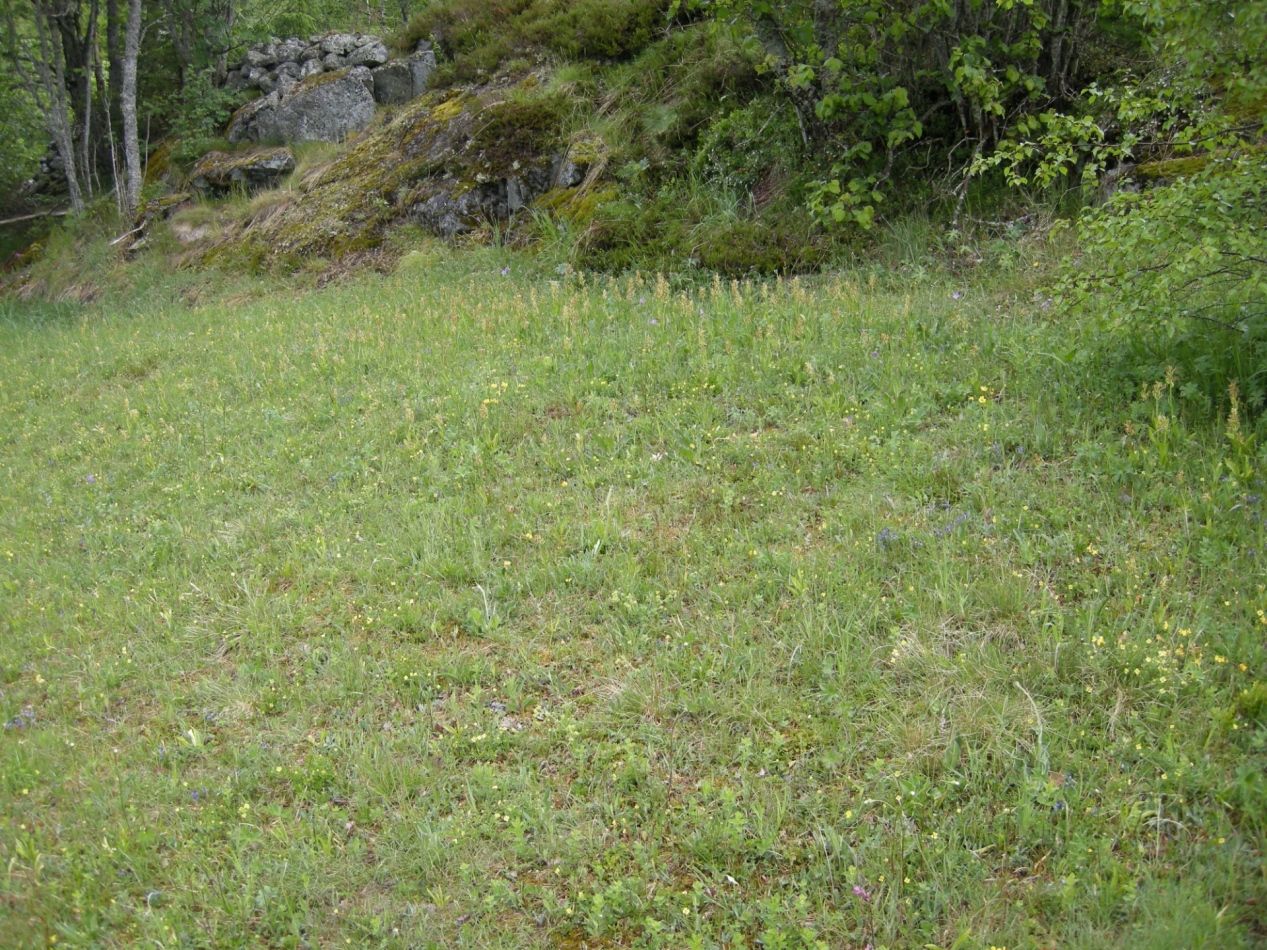 Semi-naturlig mark Semi-naturlig mark