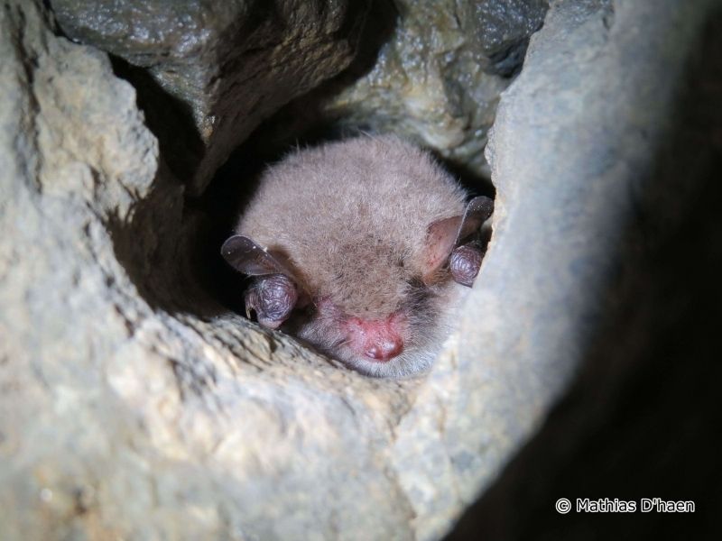 Børsteflaggermus (Myotis nattereri) Børsteflaggermus (Myotis nattereri)