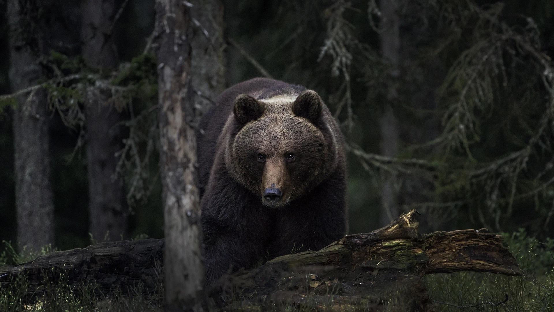Brunbjørn (Ursus arctos) Brunbjørn (Ursus arctos)