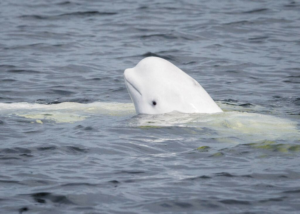 Hvithval (Delphinapterus leucas) Hvithval (Delphinapterus leucas)