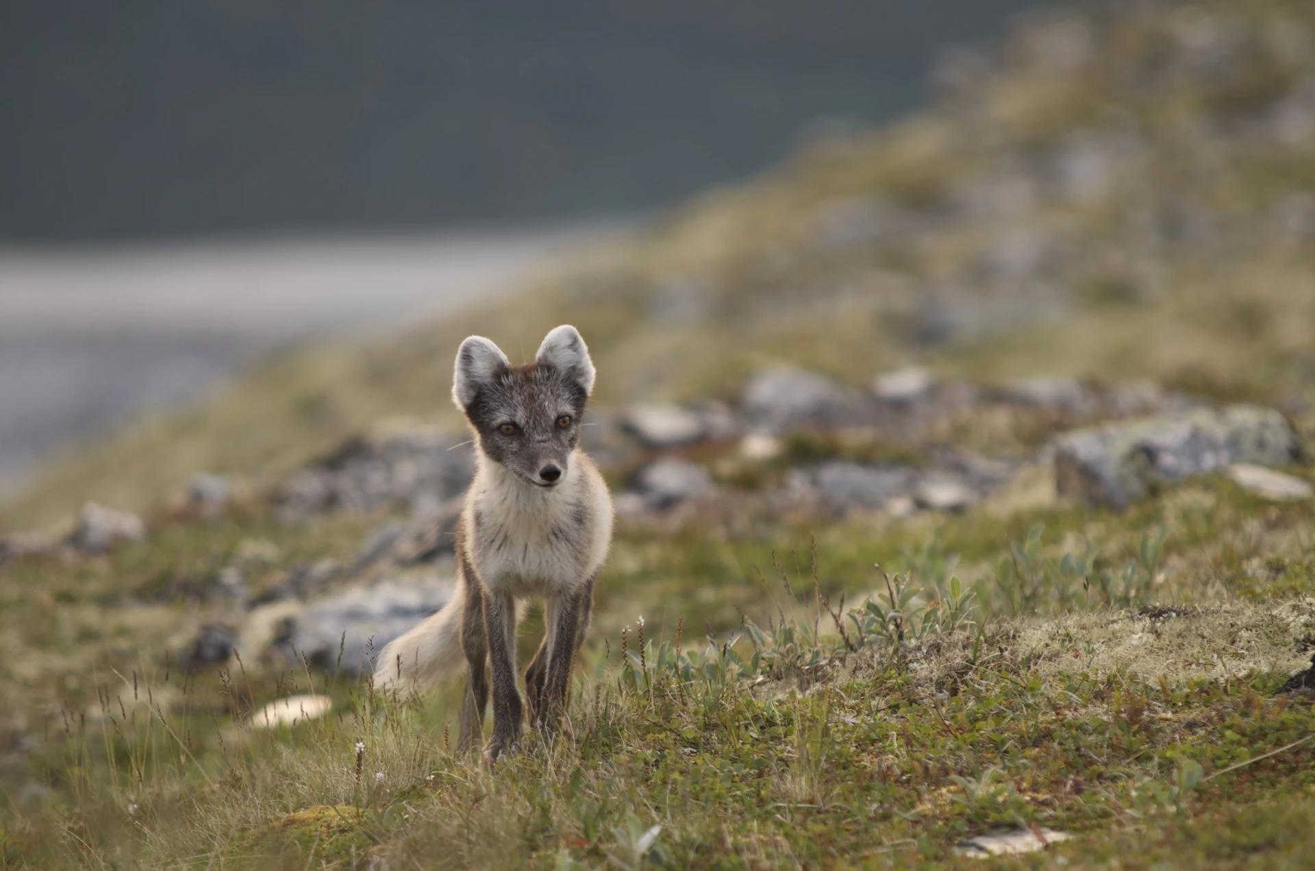 Fjellrev (Vulpes lagopus) Fjellrev (Vulpes lagopus)