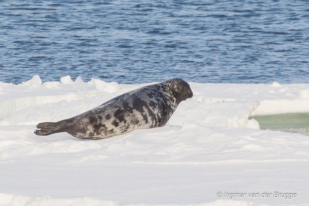 Klappmyss (Cystophora cristata) Klappmyss (Cystophora cristata)