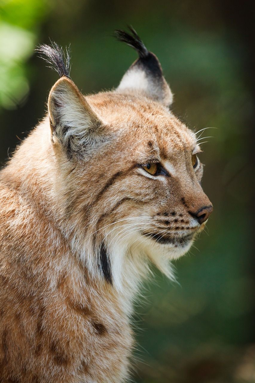 Gaupe (Lynx lynx) Gaupe (Lynx lynx)