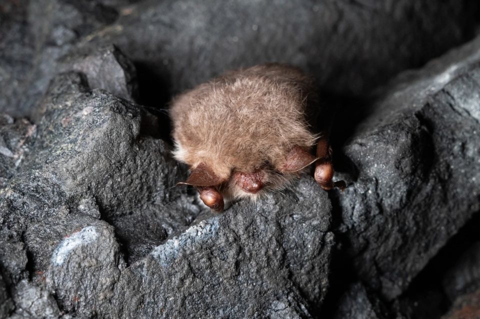 Børsteflaggermus (Myotis nattereri) Børsteflaggermus (Myotis nattereri)