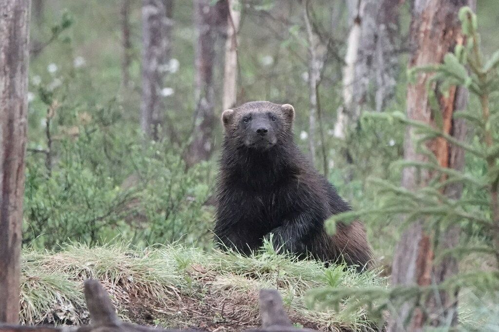 Jerv (Gulo gulo) Jerv (Gulo gulo)