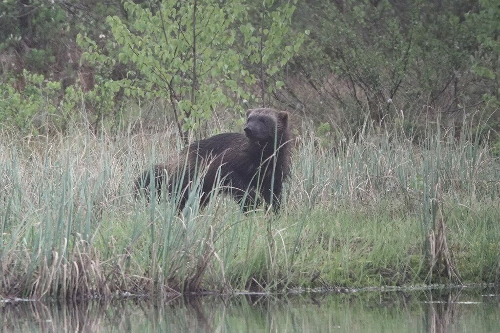 Jerv (Gulo gulo) Jerv (Gulo gulo)