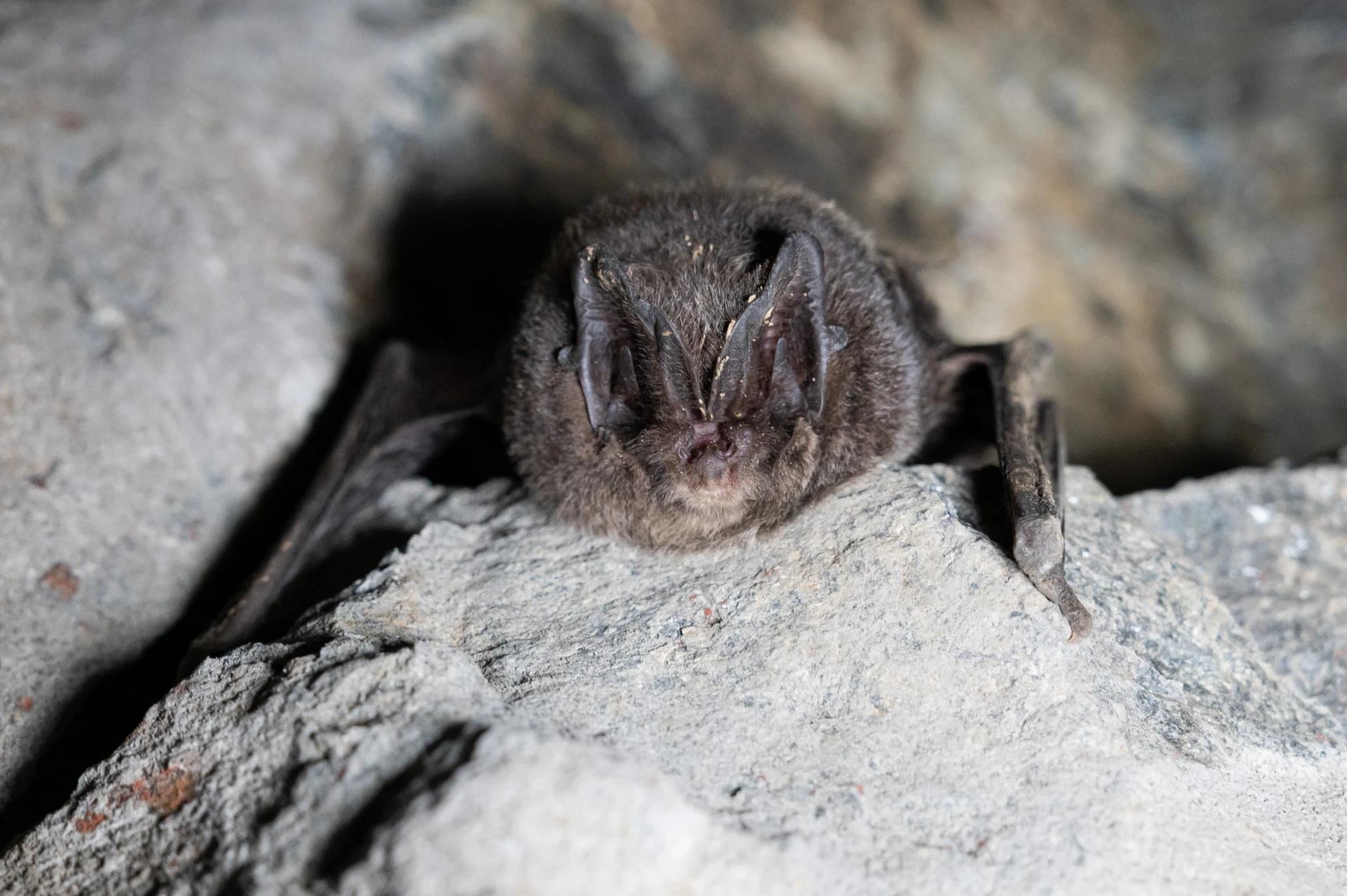 Bredøre (Barbastella barbastellus) Bredøre (Barbastella barbastellus)