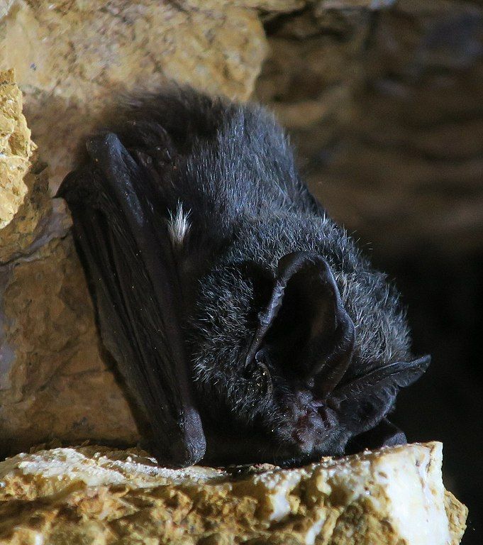 Bredøre (Barbastella barbastellus) Bredøre (Barbastella barbastellus)