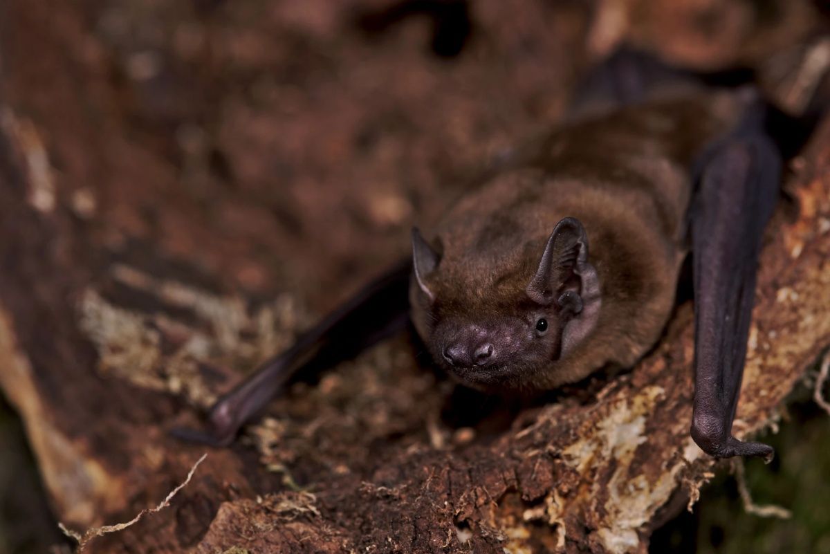 Bilde av Storflaggermus