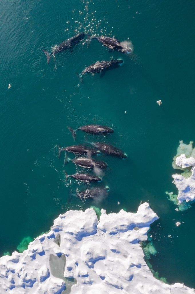 Grønlandshval (Balaena mysticetus) Grønlandshval (Balaena mysticetus)