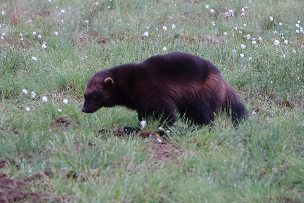 Jerv (Gulo gulo) Jerv (Gulo gulo)