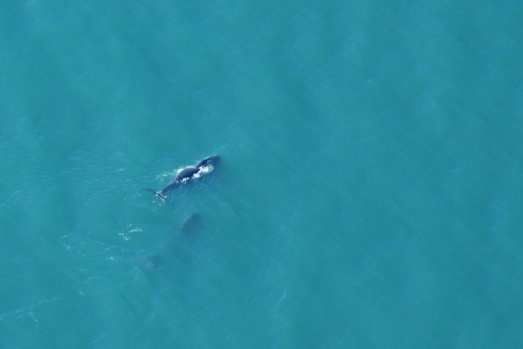 Grønlandshval (Balaena mysticetus) Grønlandshval (Balaena mysticetus)