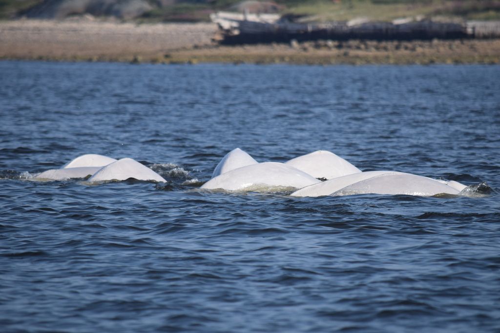 Hvithval (Delphinapterus leucas) Hvithval (Delphinapterus leucas)