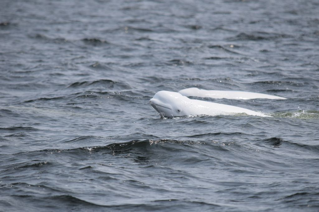 Hvithval (Delphinapterus leucas) Hvithval (Delphinapterus leucas)