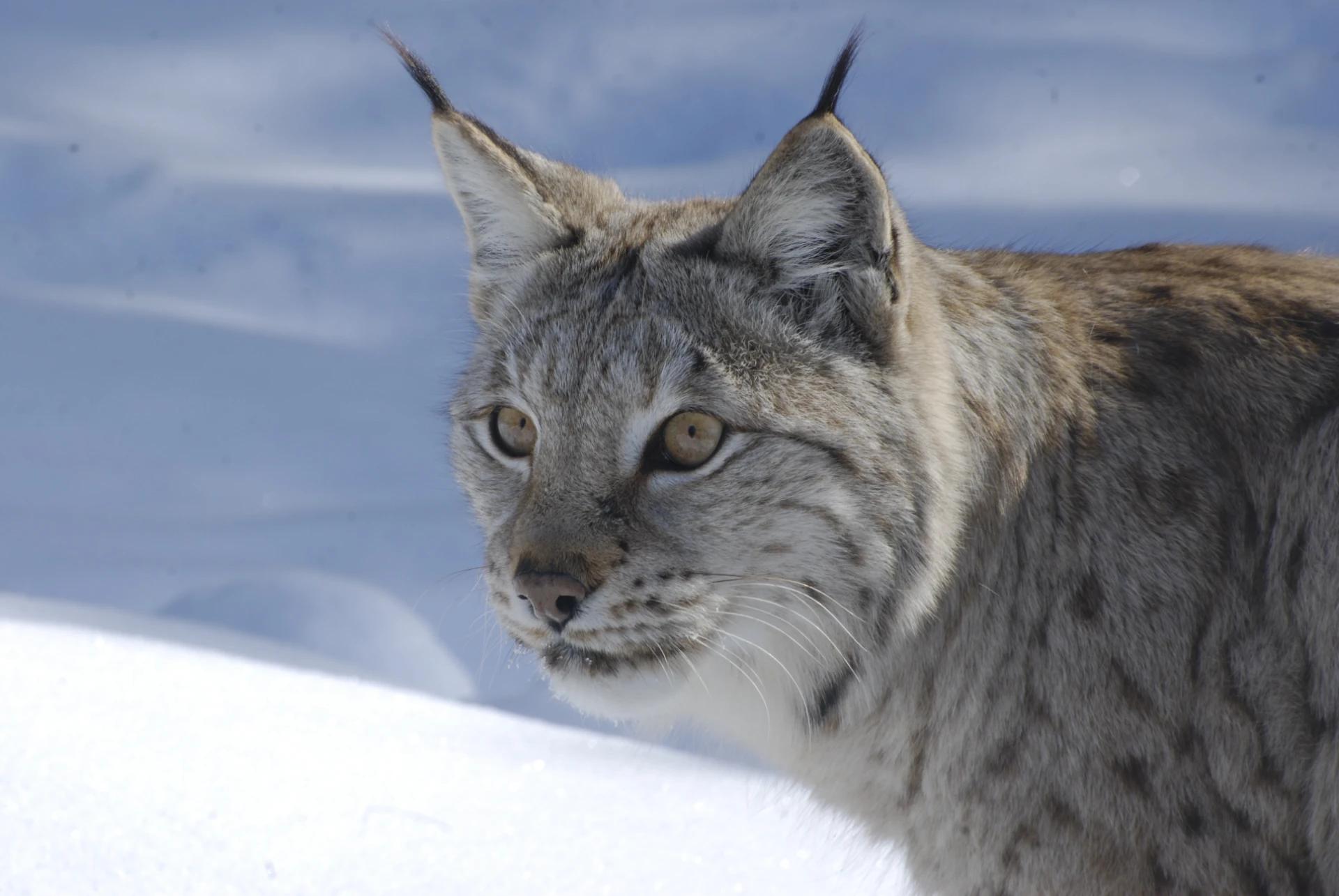 Gaupe (Lynx lynx) Gaupe (Lynx lynx)