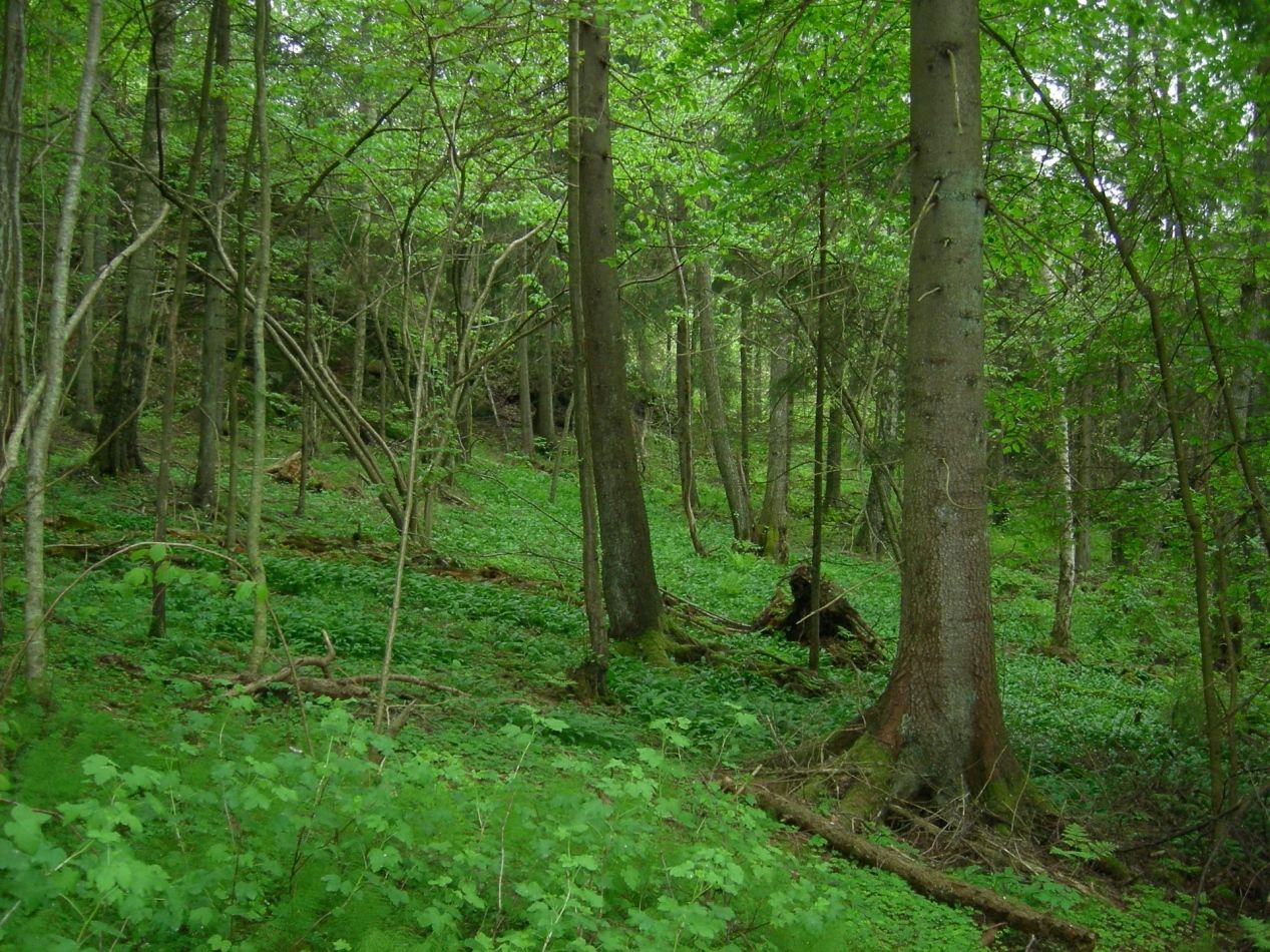 Skog Skog