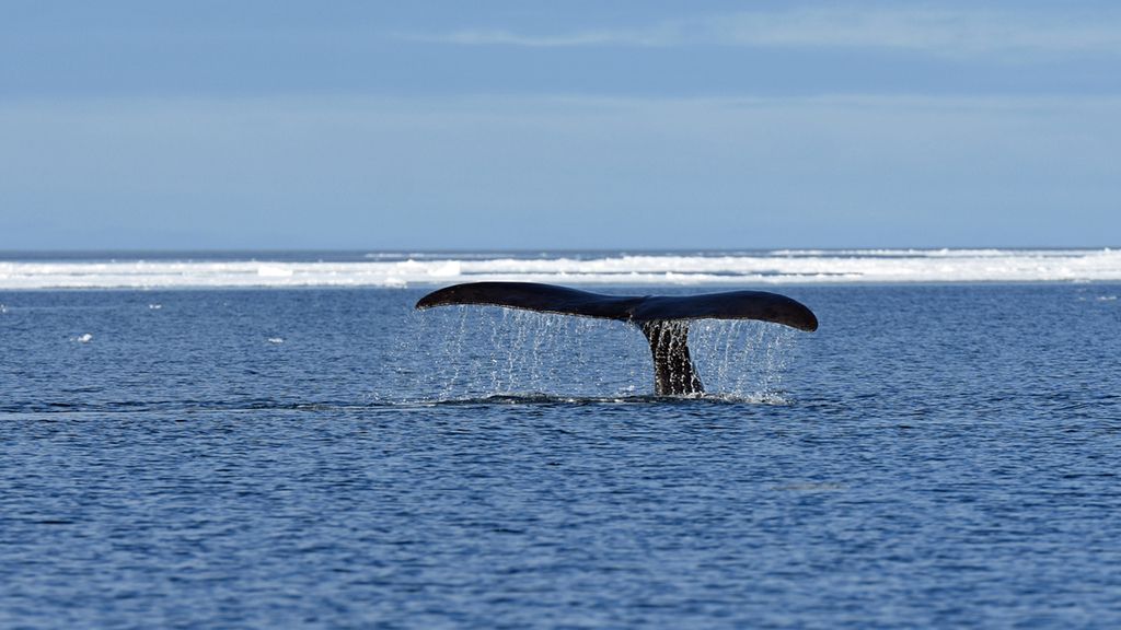 Grønlandshval (Balaena mysticetus) Grønlandshval (Balaena mysticetus)