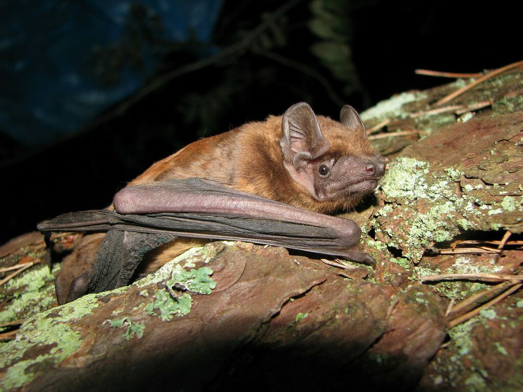 Storflaggermus (Nyctalus noctula) Storflaggermus (Nyctalus noctula)