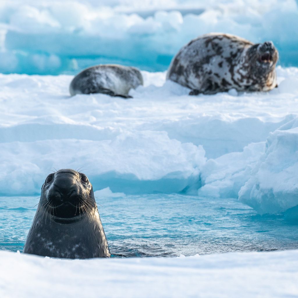 Klappmyss (Cystophora cristata) Klappmyss (Cystophora cristata)