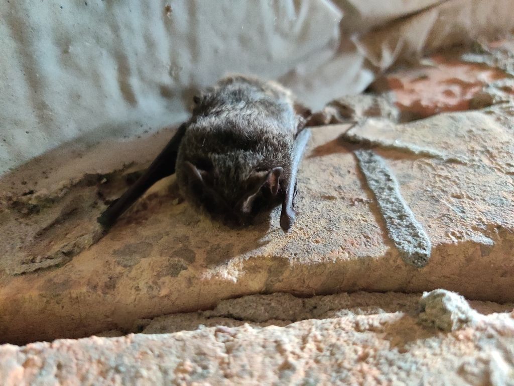 Bredøre (Barbastella barbastellus) Bredøre (Barbastella barbastellus)