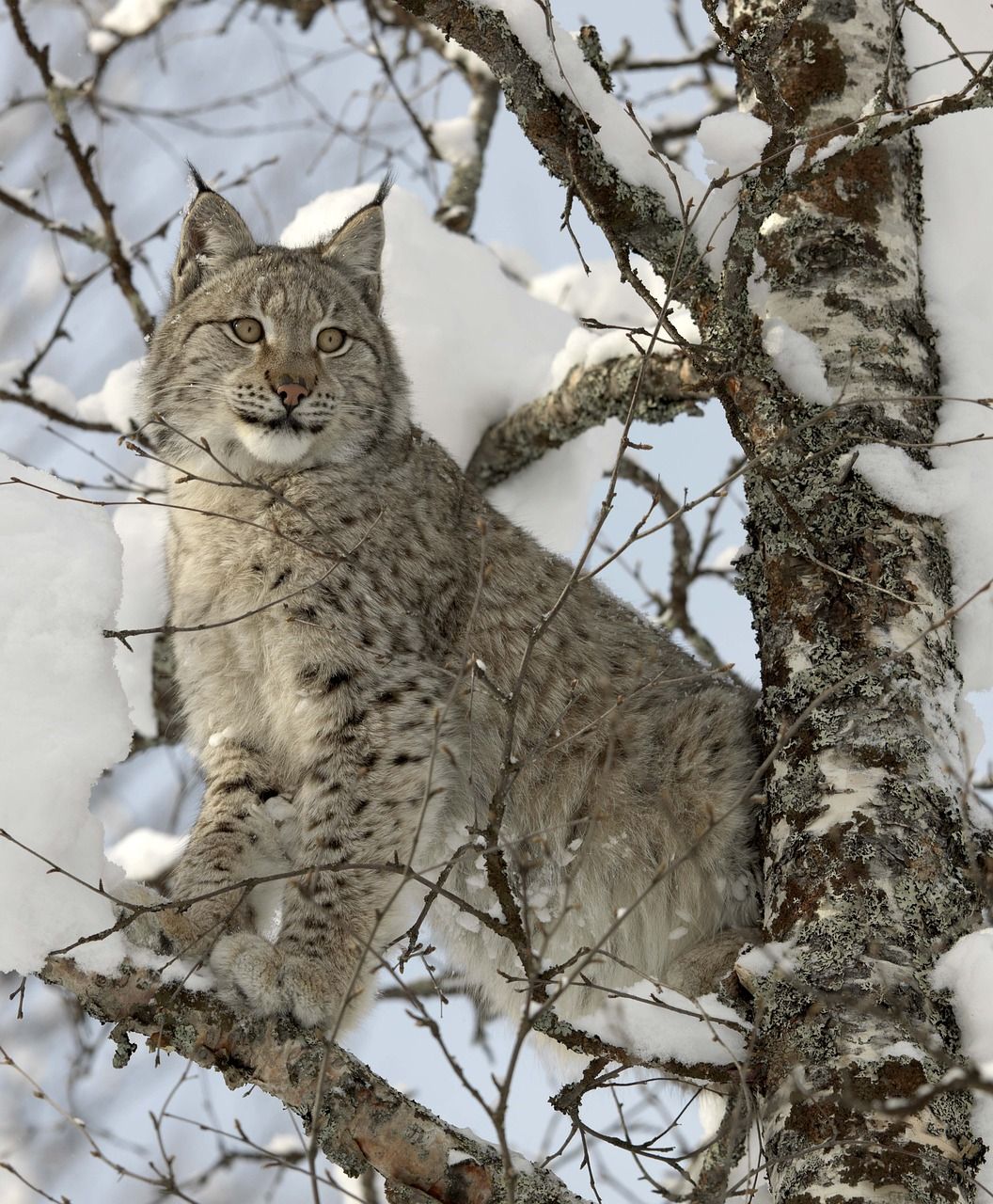 Gaupe (Lynx lynx) Gaupe (Lynx lynx)