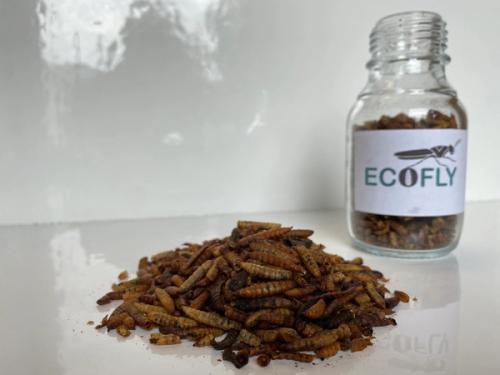 Whole dried BSF-larvae