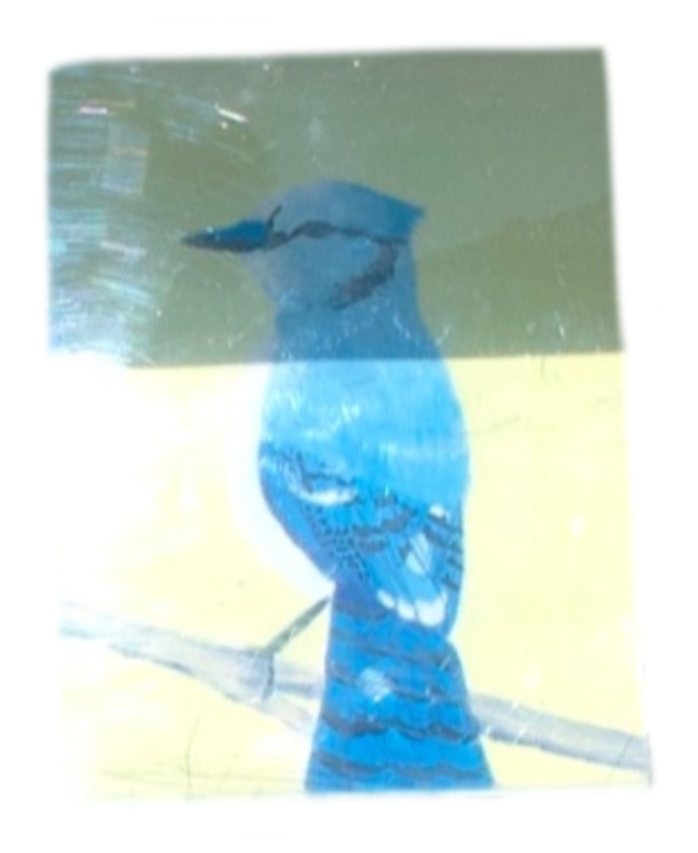 Blue Jay