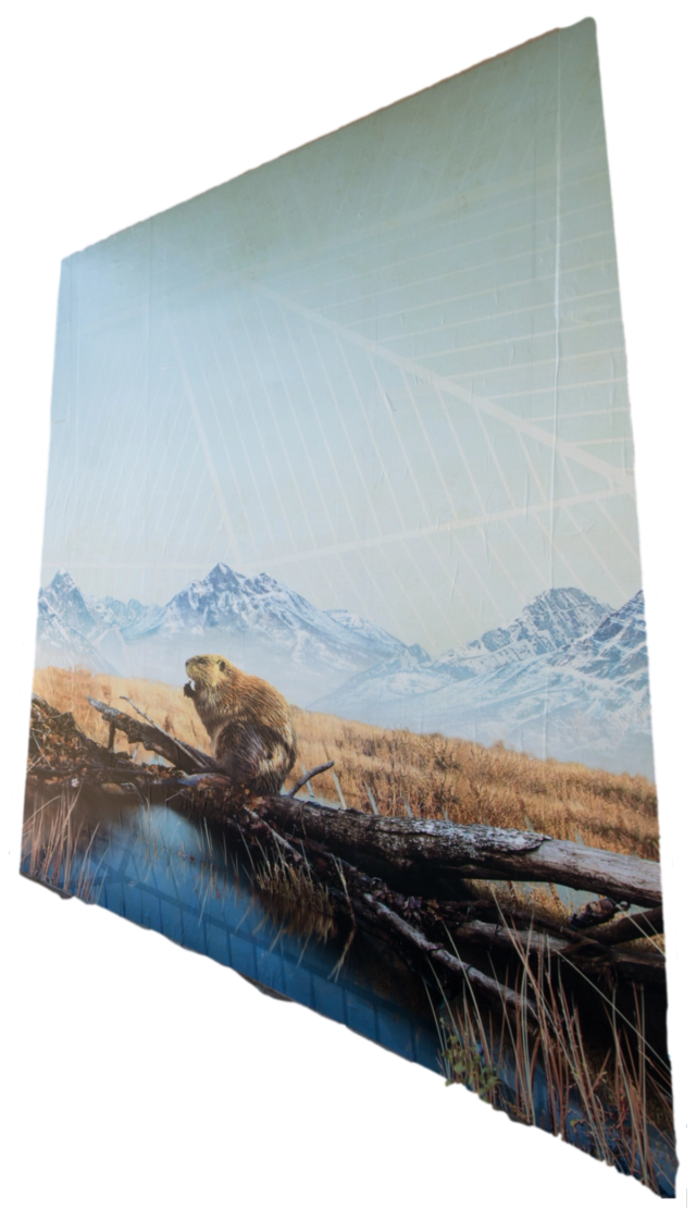 Window to the Wild