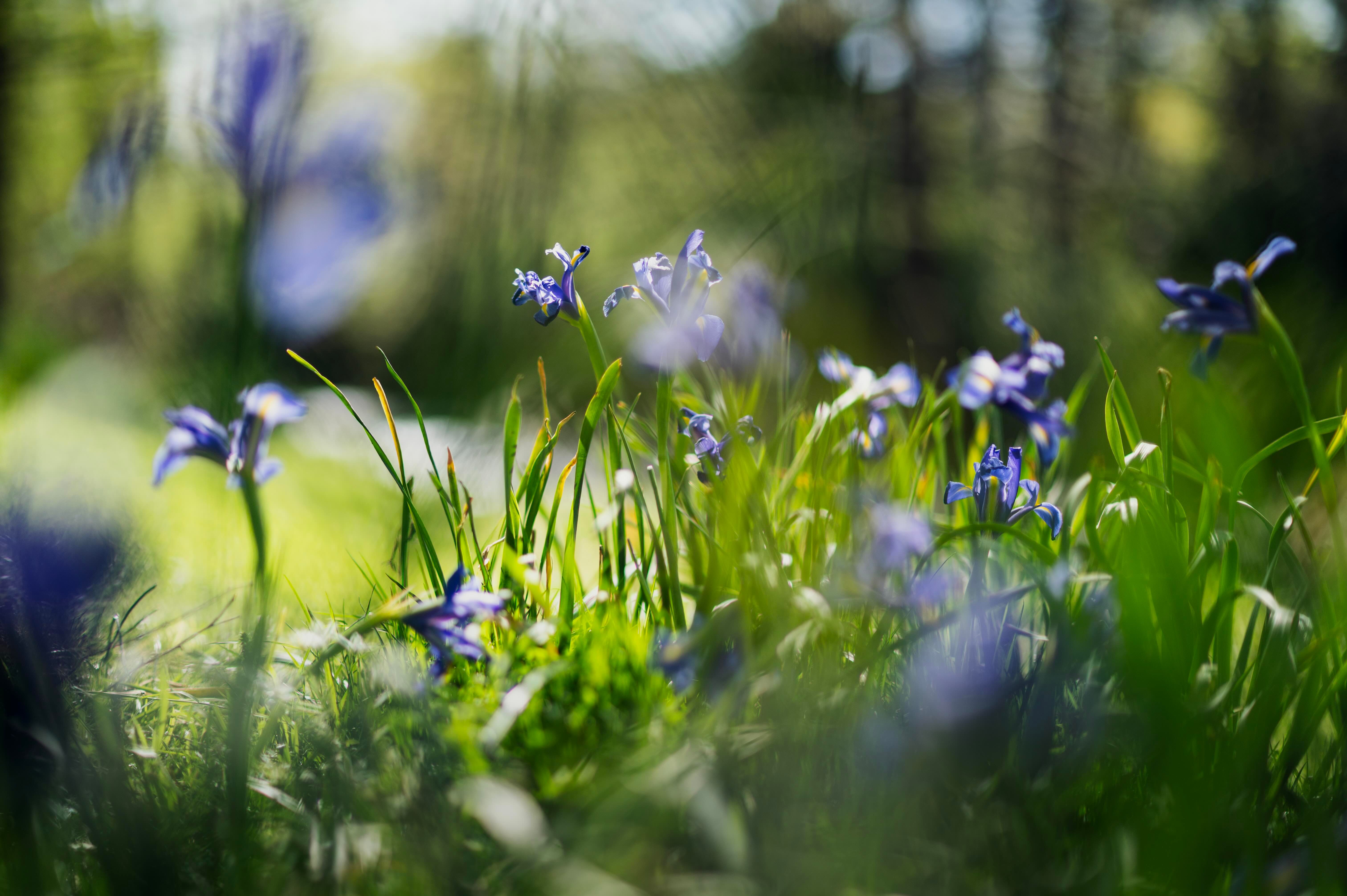 field of iris flowers
