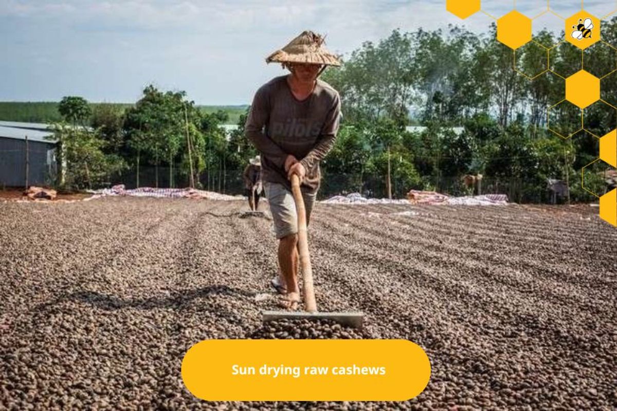 Sun drying raw cashews