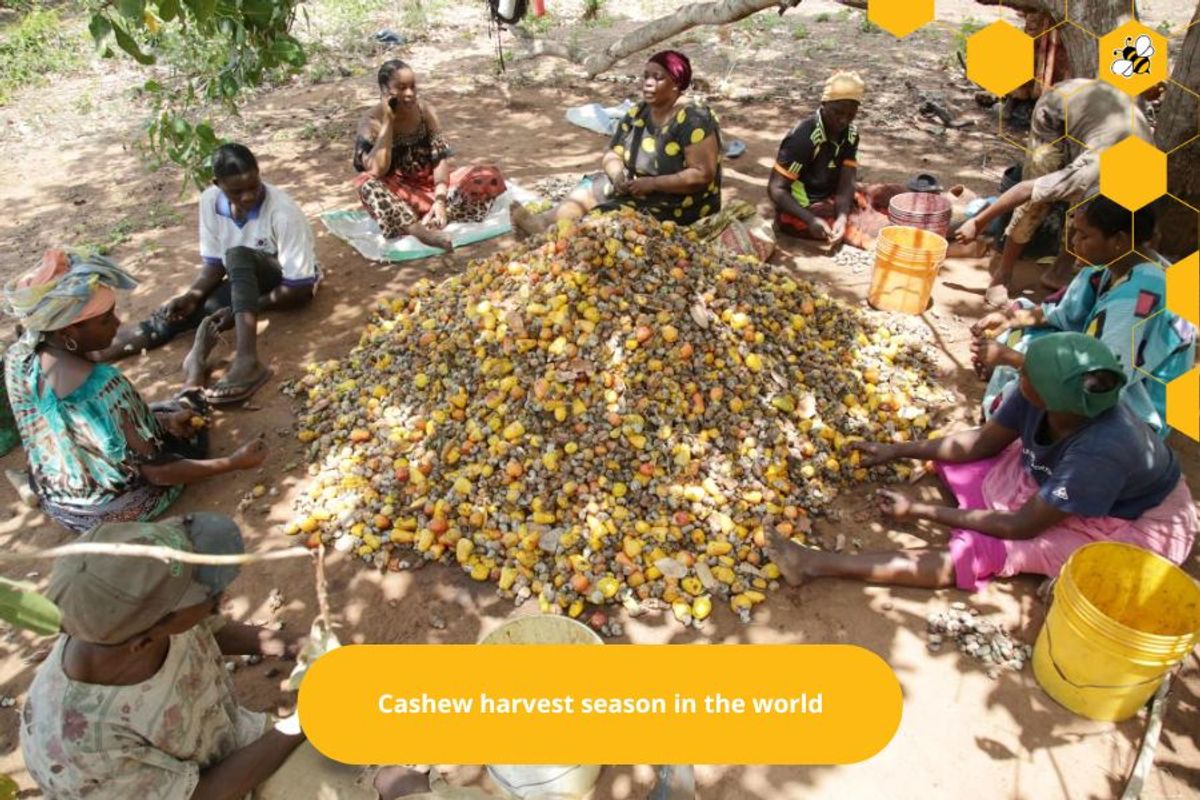 Cashew harvest season in the world