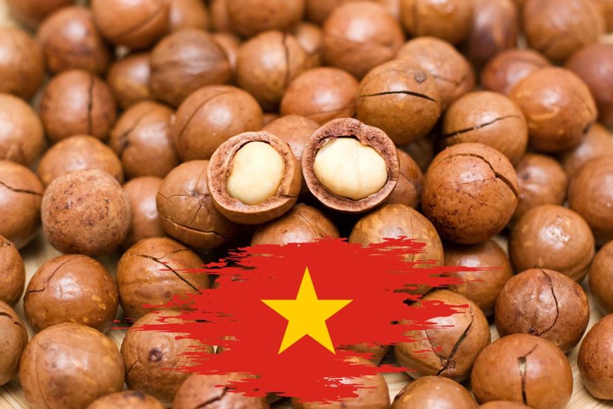 A Short History: How Macadamias Found a Home in Vietnam