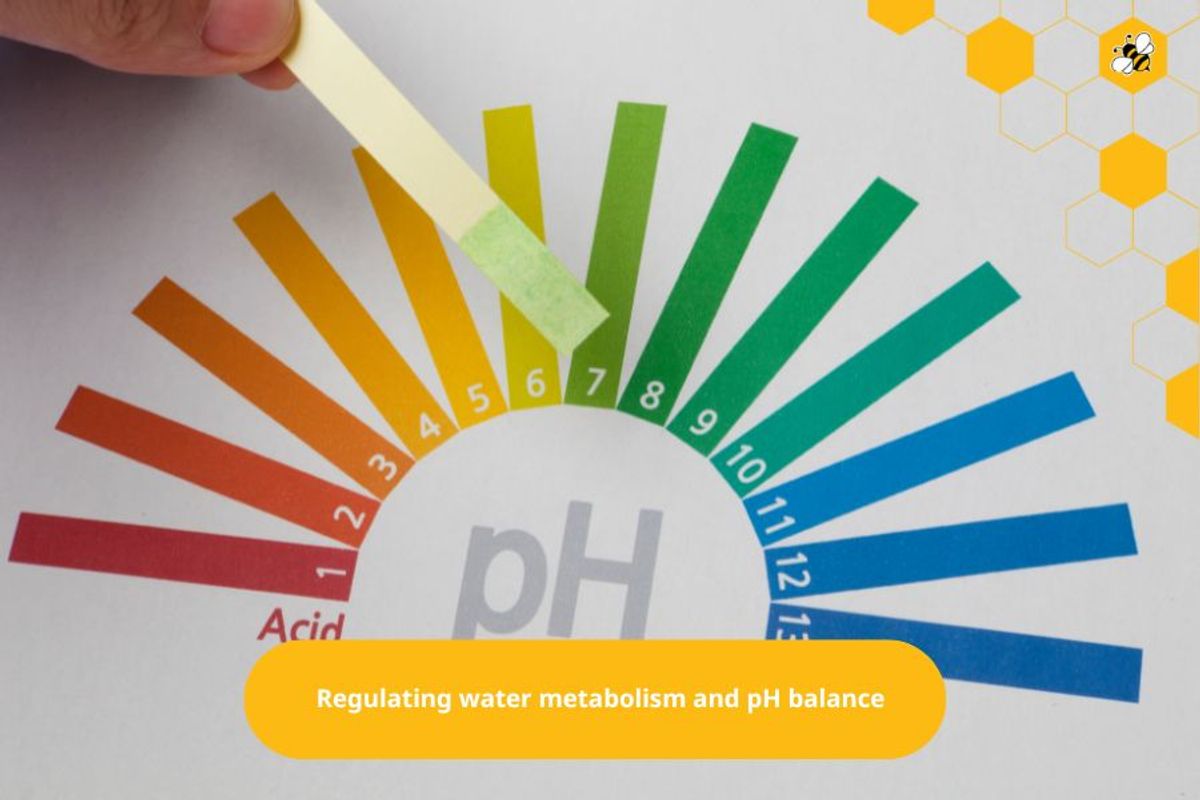 Regulating water metabolism and pH balance