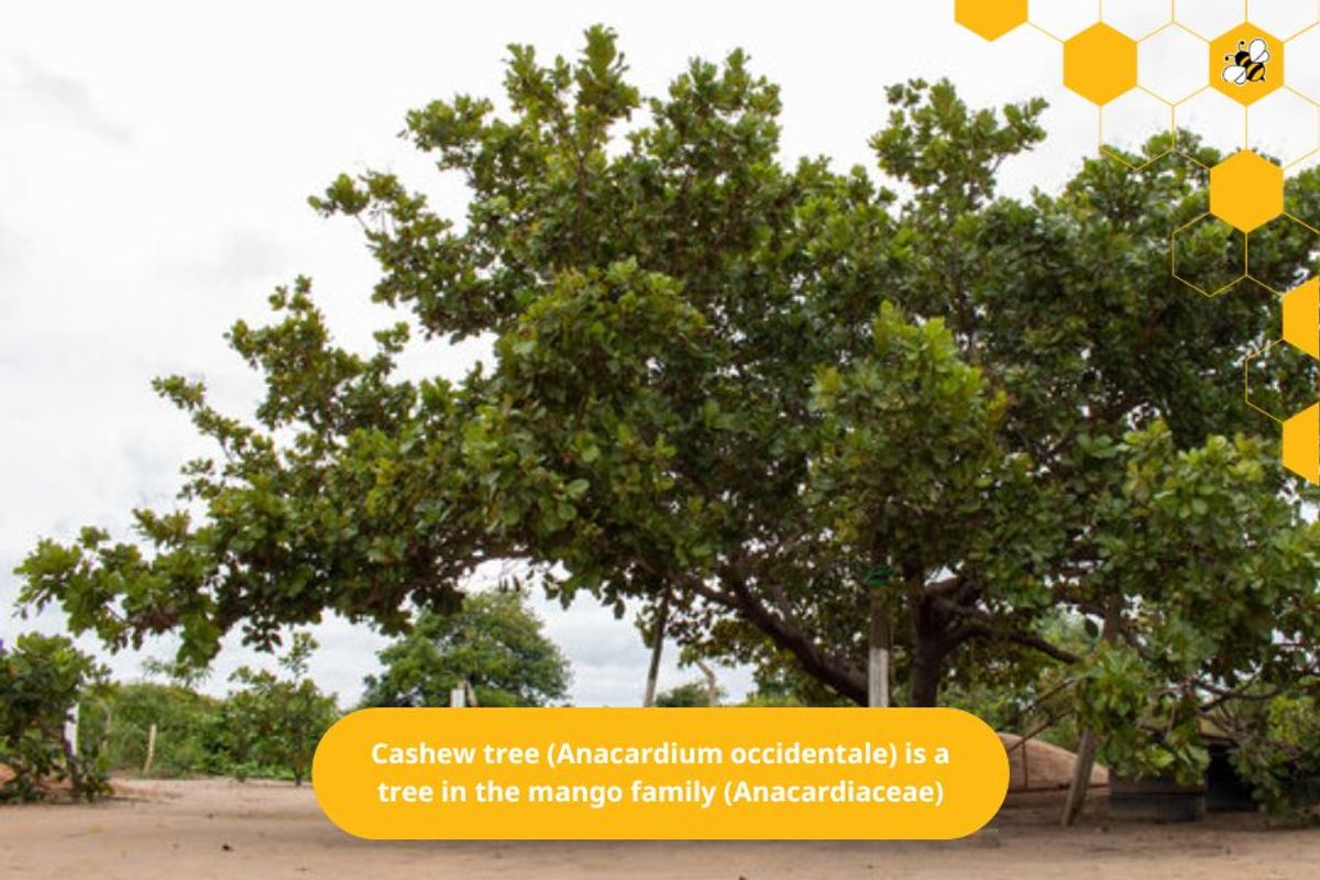 Cashew tree (Anacardium occidentale) is a tree in the mango family (Anacardiaceae)