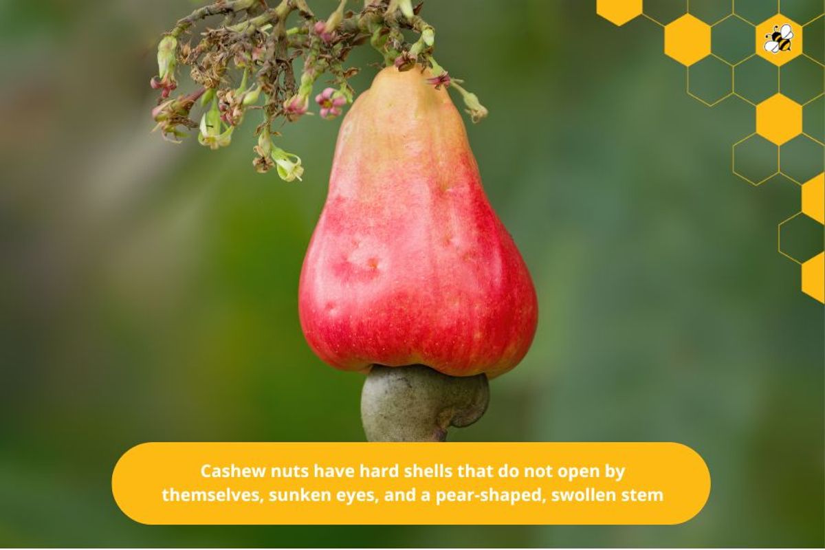 Cashew nuts have hard shells that do not open by themselves, sunken eyes, and a pear-shaped, swollen stem